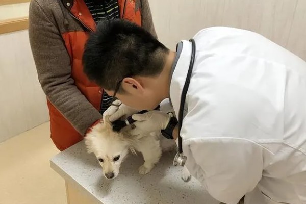 狗狗为什么会伸舌头喘气，会通过吐舌头的方式降低体温