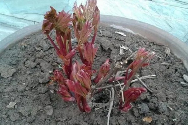 冬季怎么养护芍药，等土壤干透后再浇水