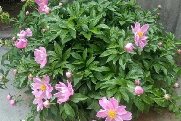 冬季怎么养护芍药，等土壤干透后再浇水