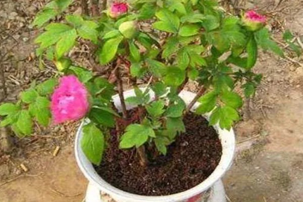 冬季怎么养护芍药，等土壤干透后再浇水