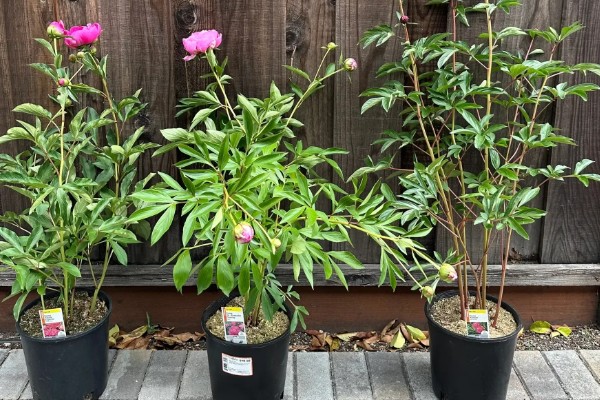 冬季怎么养护芍药，等土壤干透后再浇水