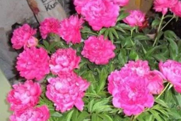 冬季怎么养护芍药，等土壤干透后再浇水