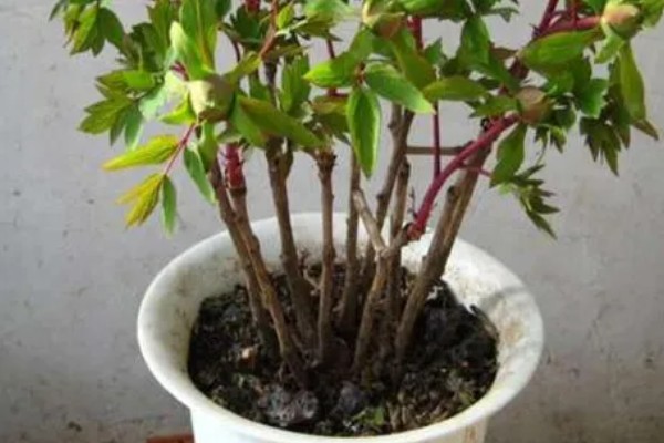 冬季怎么养护芍药，等土壤干透后再浇水