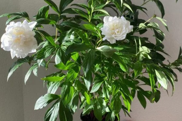 冬季怎么养护芍药，等土壤干透后再浇水