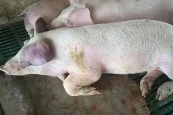 猪感冒有什么表现,具有精神沉郁、结膜潮红等症状