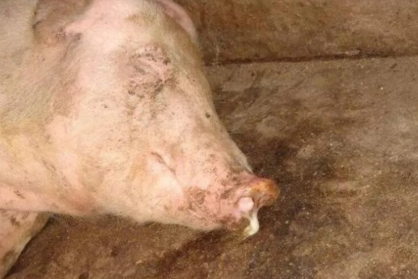 猪感冒有什么表现,具有精神沉郁、结膜潮红等症状