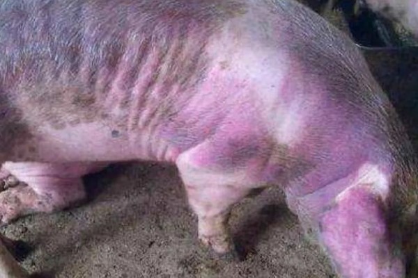 猪感冒有什么表现,具有精神沉郁、结膜潮红等症状