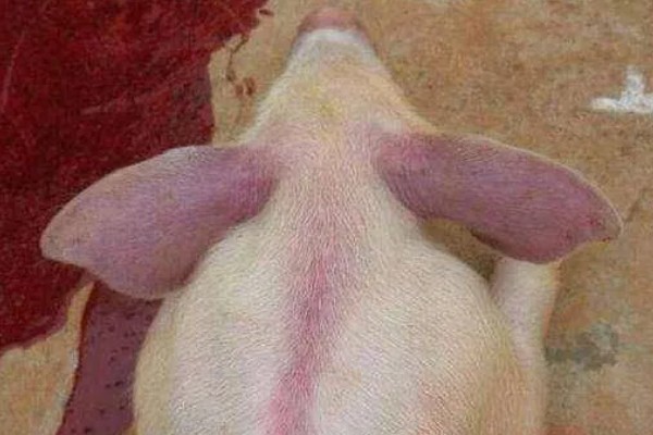 猪感冒有什么表现,具有精神沉郁、结膜潮红等症状