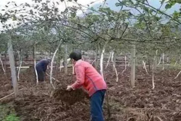 猕猴桃树几年可以结果，需要5年的时间