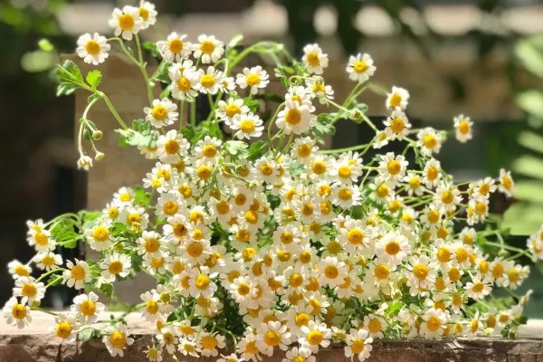 洋甘菊的花语，寓意坚强面对苦难、活力四射等