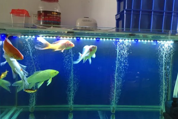 锦鲤要不要打氧,需24小时不间断供氧
