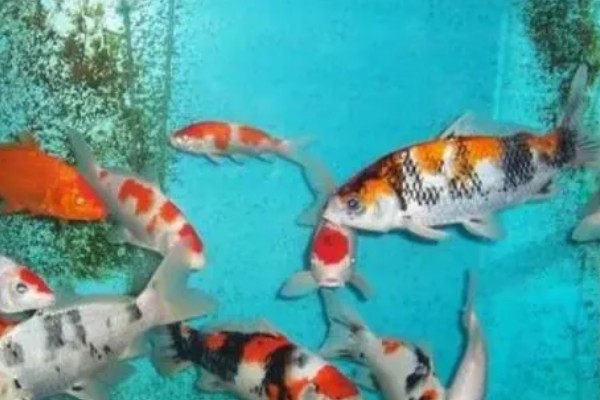 锦鲤要不要打氧,需24小时不间断供氧