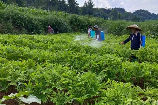 魔芋苗期怎么管理，底肥不足要追施复合肥