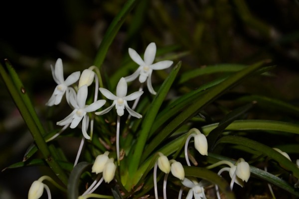 霁风花简介,霁风花是风兰花