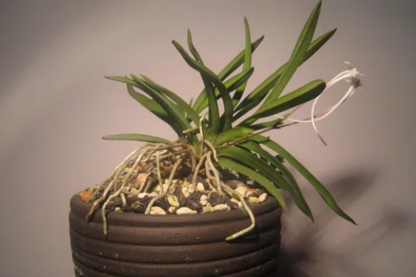 霁风花简介,霁风花是风兰花