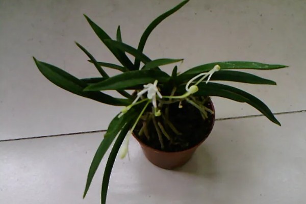 霁风花简介,霁风花是风兰花