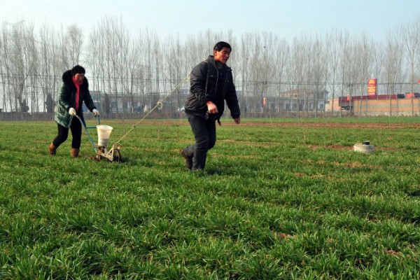 冬小麦的需肥特点，分蘖期对氮肥敏感