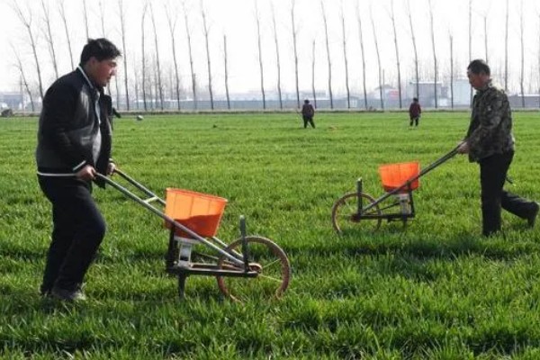 冬小麦的需肥特点，分蘖期对氮肥敏感