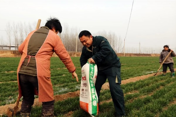 冬小麦的需肥特点，分蘖期对氮肥敏感