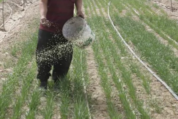 冬小麦的需肥特点，分蘖期对氮肥敏感