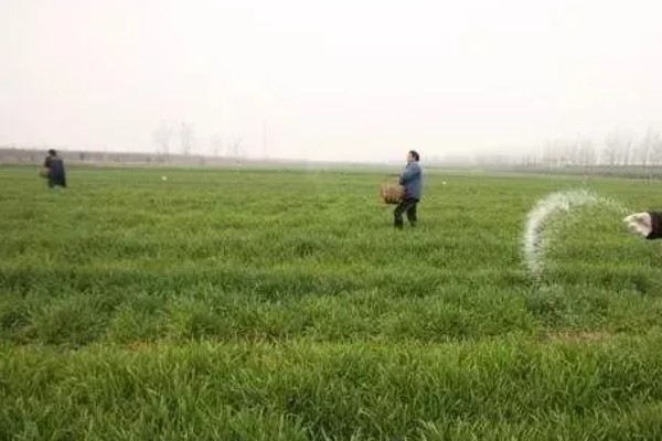 冬小麦的需肥特点，分蘖期对氮肥敏感