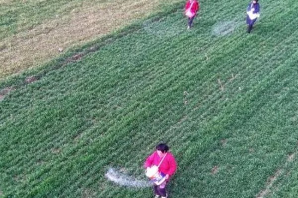 冬小麦的需肥特点，分蘖期对氮肥敏感