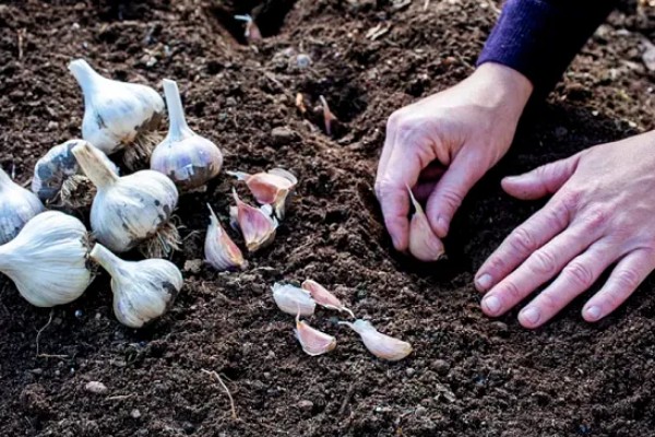 种大蒜要剥外面的皮吗，可以剥去外皮也可不剥皮