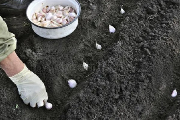 种大蒜要剥外面的皮吗，可以剥去外皮也可不剥皮