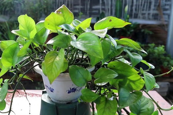 绿萝叶子没有光泽变黄怎么处理，将其移到室外光线好的位置养护