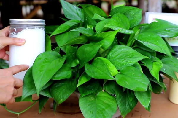 绿萝叶子没有光泽变黄怎么处理，将其移到室外光线好的位置养护