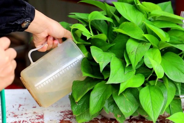 绿萝叶子没有光泽变黄怎么处理，将其移到室外光线好的位置养护