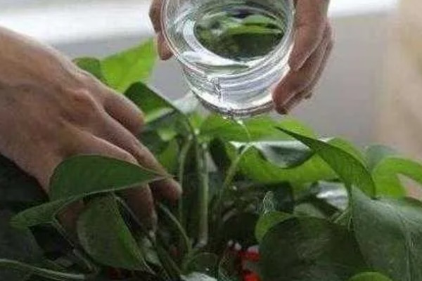 绿萝叶子没有光泽变黄怎么处理，将其移到室外光线好的位置养护