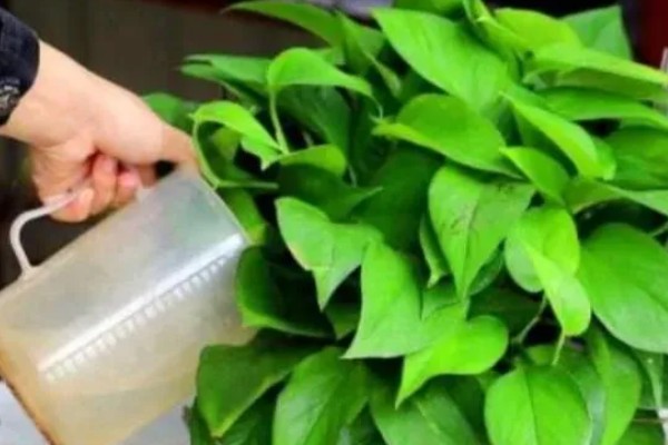 绿萝叶子没有光泽变黄怎么处理，将其移到室外光线好的位置养护