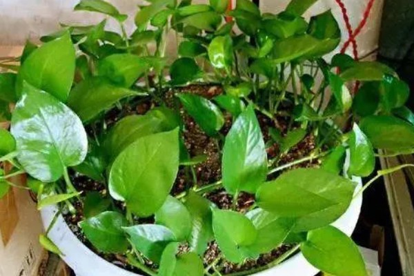 绿萝叶子没有光泽变黄怎么处理，将其移到室外光线好的位置养护