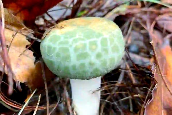 有什么知名的野生菌，常见羊肚菜、鸡油菌、鸡枞菌等品种