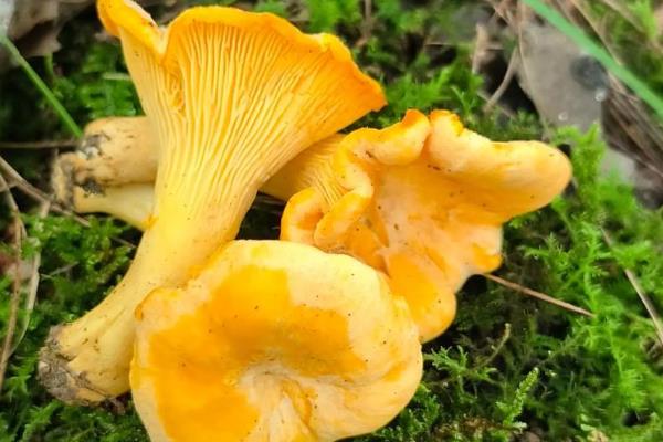 有什么知名的野生菌，常见羊肚菜、鸡油菌、鸡枞菌等品种
