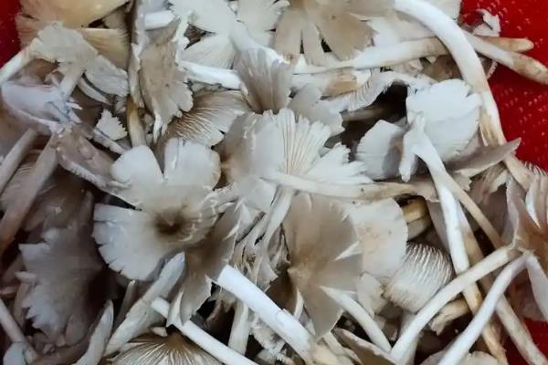 有什么知名的野生菌，常见羊肚菜、鸡油菌、鸡枞菌等品种