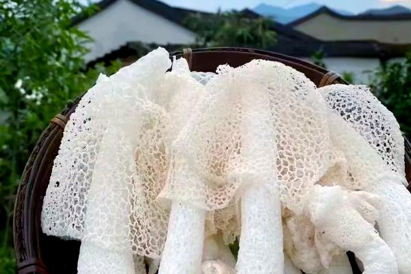 有什么知名的野生菌，常见羊肚菜、鸡油菌、鸡枞菌等品种