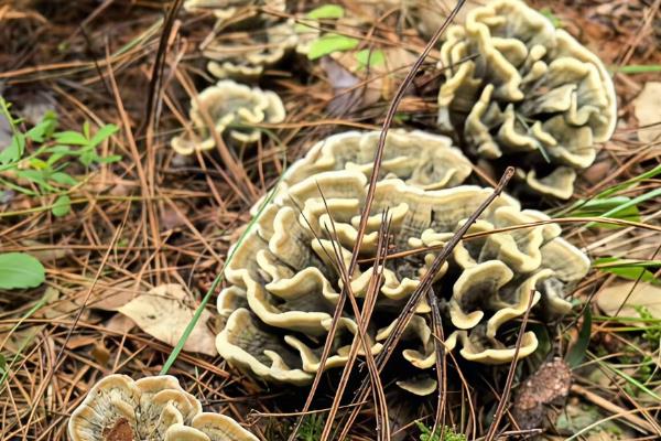 有什么知名的野生菌，常见羊肚菜、鸡油菌、鸡枞菌等品种