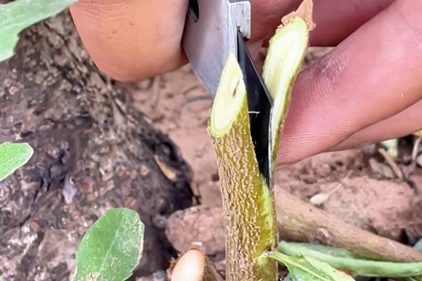 核桃树什么时候嫁接，最佳时间为4月份