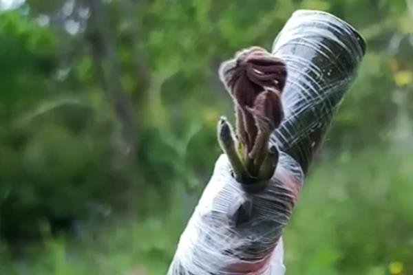 核桃树什么时候嫁接，最佳时间为4月份