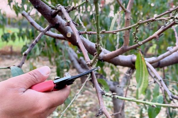 核桃树什么时候嫁接，最佳时间为4月份