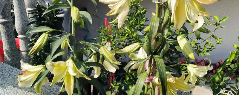 香水百合的简介，属于多年生草本植物