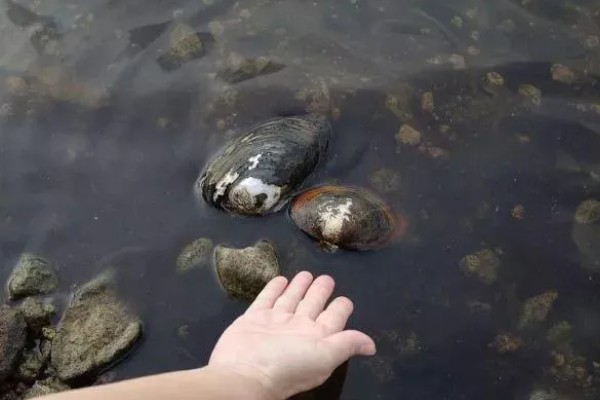 珍珠的培育方式，主要以马氏贝、白蝶贝培育为主