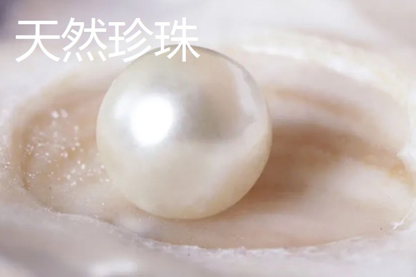 珍珠的培育方式，主要以马氏贝、白蝶贝培育为主