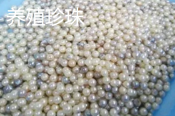 珍珠的培育方式，主要以马氏贝、白蝶贝培育为主