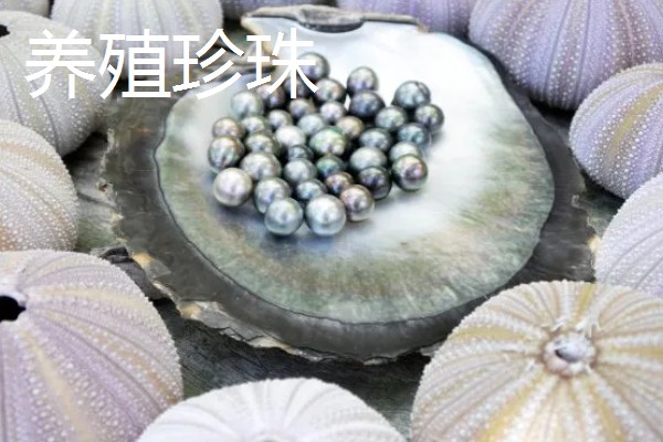 珍珠的培育方式，主要以马氏贝、白蝶贝培育为主