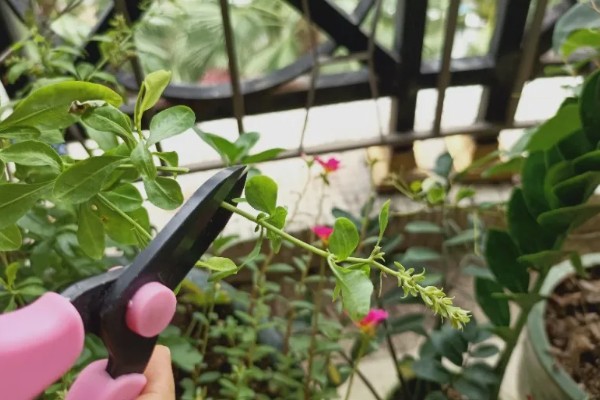 怎么修剪才能让蓝雪花多开花，苗期摘除茎干顶端的芽点