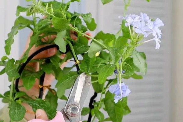 怎么修剪才能让蓝雪花多开花，苗期摘除茎干顶端的芽点