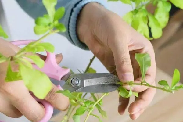 怎么修剪才能让蓝雪花多开花，苗期摘除茎干顶端的芽点